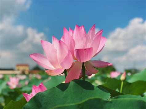 蓮花介紹